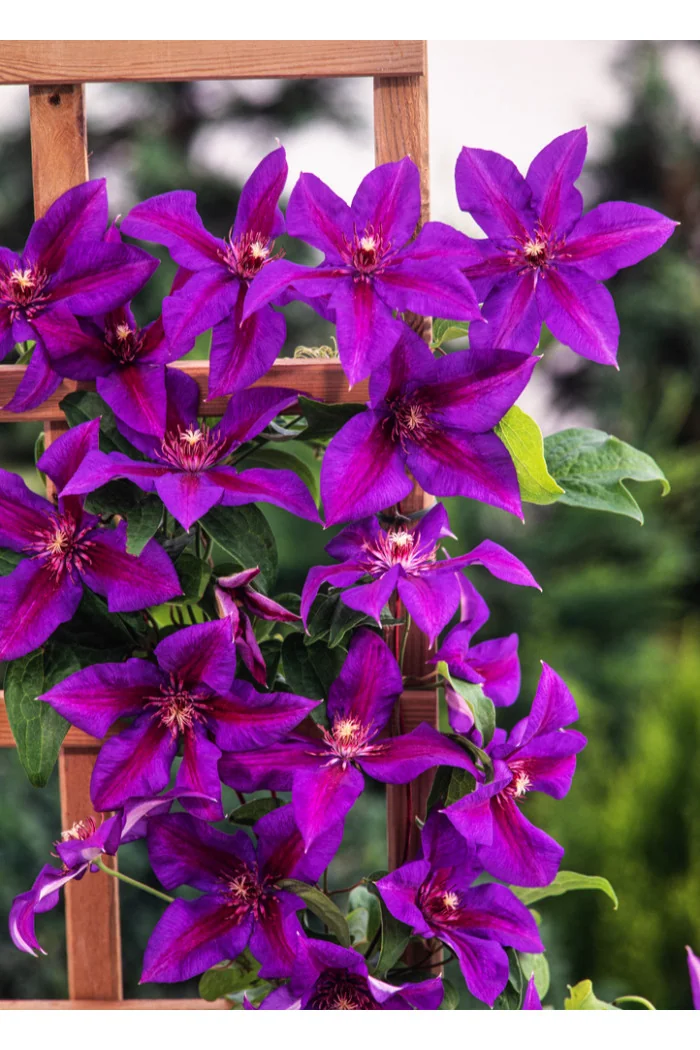 Powojnik 'Mrs N. Thompson' | Clematis