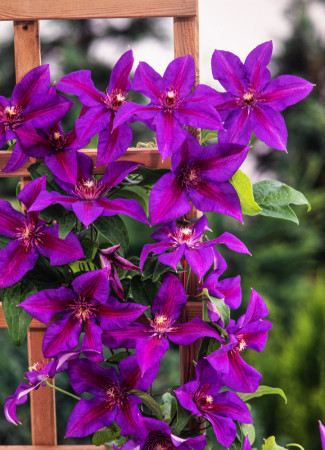Powojnik 'Mrs N. Thompson' | Clematis