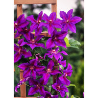 Powojnik 'Mrs N. Thompson' | Clematis