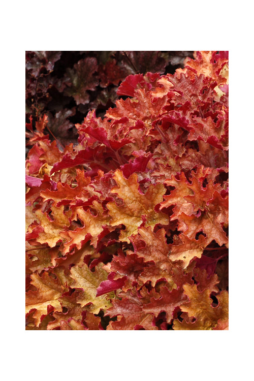 Żurawka 'Ginger Peach' | Heuchera