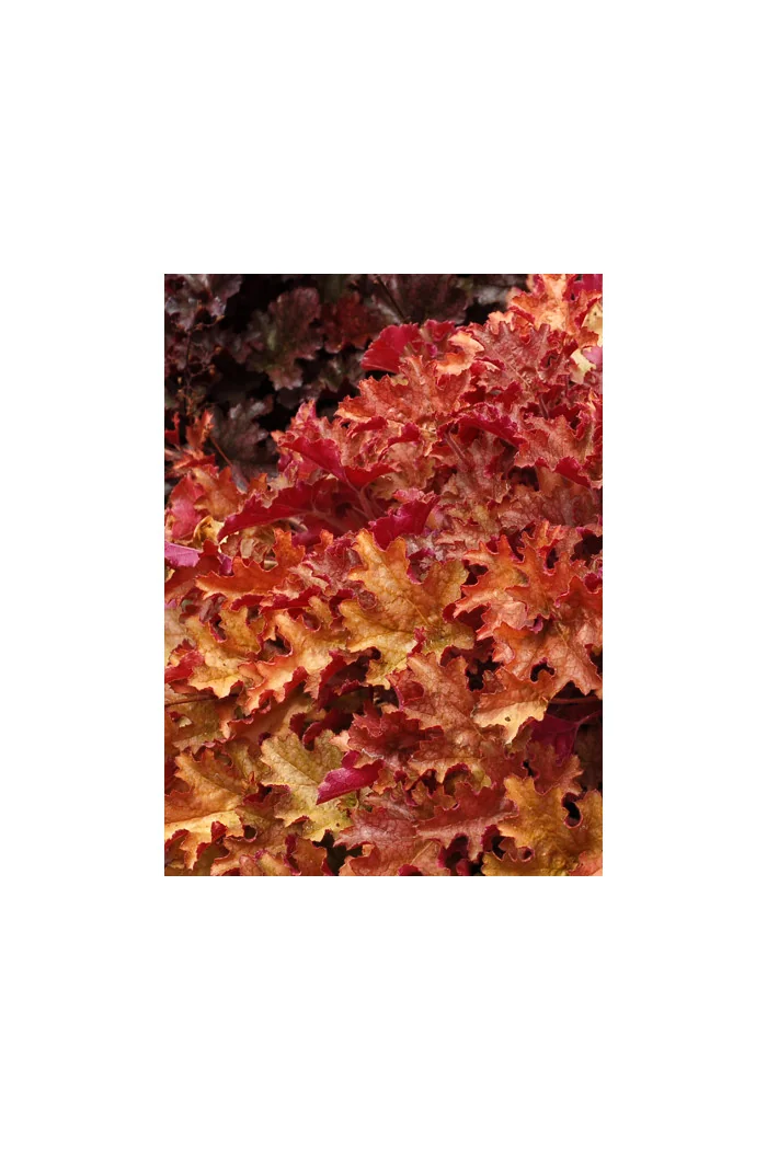 Żurawka 'Ginger Peach' | Heuchera
