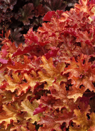 Żurawka 'Ginger Peach' | Heuchera