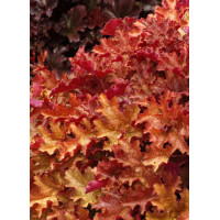 Żurawka 'Ginger Peach' | Heuchera