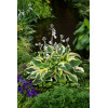 Funkia 'Wide Brim' | Hosta