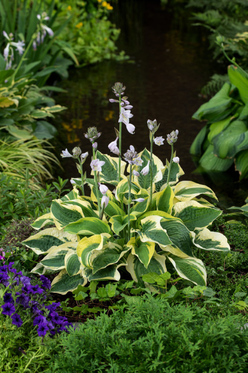 Funkia 'Wide Brim' | Hosta