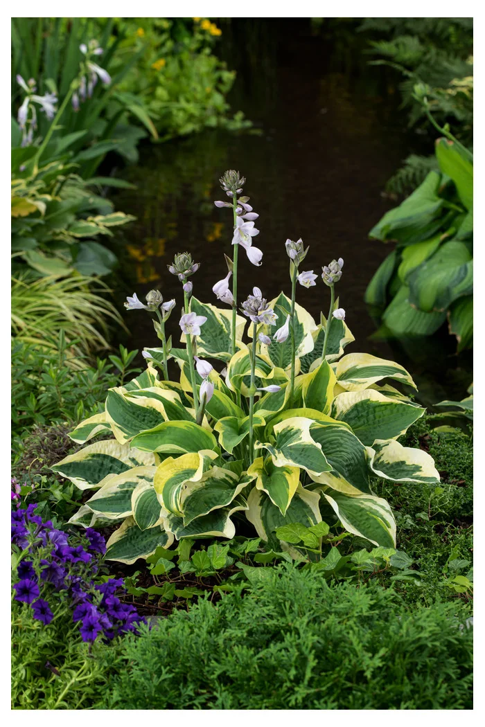 Funkia 'Wide Brim' | Hosta