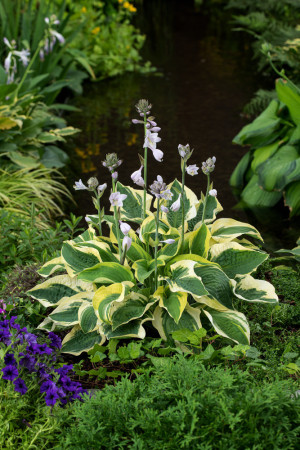 Funkia 'Wide Brim' | Hosta