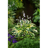 Funkia 'Wide Brim' | Hosta