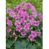 Bodziszek 'Southcombe Double' Geranium oxonianum