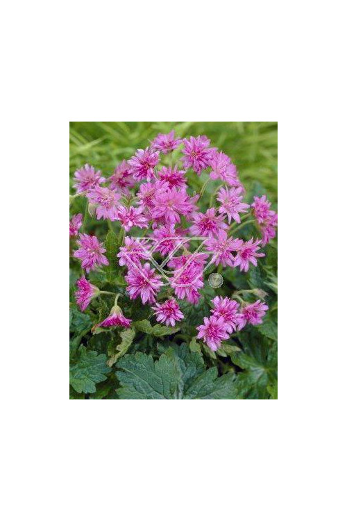 Bodziszek 'Southcombe Double' Geranium oxonianum