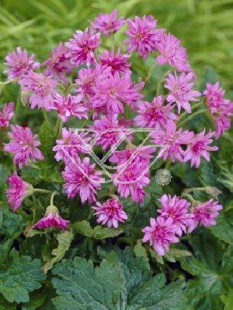 Bodziszek 'Southcombe Double' Geranium oxonianum