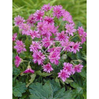 Bodziszek 'Southcombe Double' Geranium oxonianum