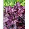 Żurawka 'Plum Royale' Heuchera