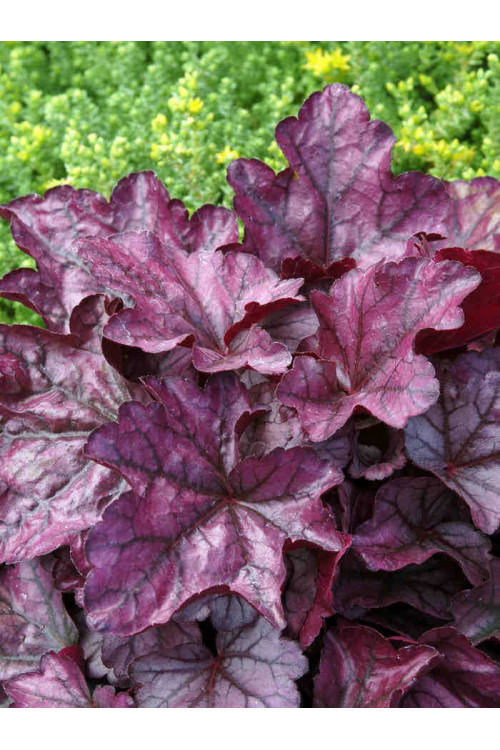 Żurawka 'Plum Royale' Heuchera