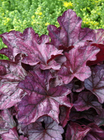 Żurawka 'Plum Royale' Heuchera