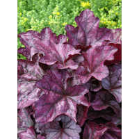 Żurawka 'Plum Royale' Heuchera