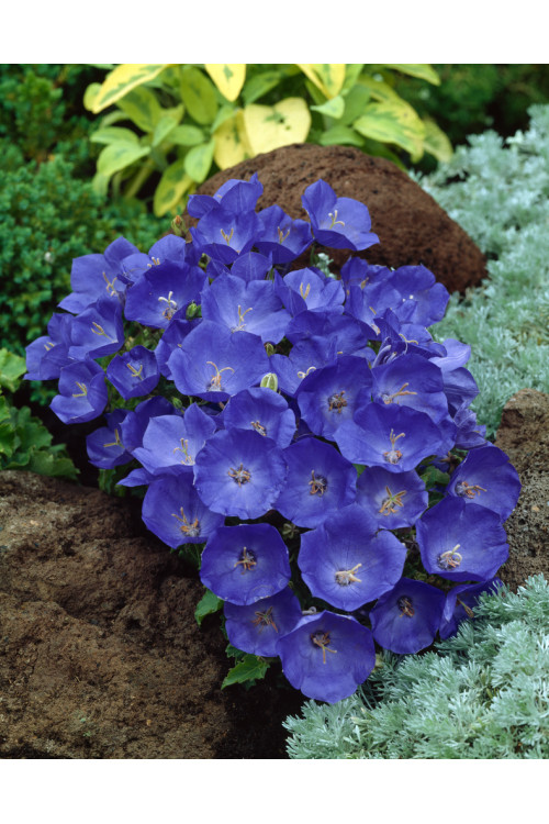 Dzwonek karpacki 'Pearl Deep Blue' Campanula carpatica