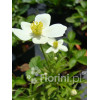 Zawilec kanadyjski Anemone canadiensis