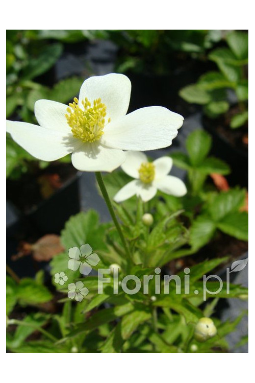Zawilec kanadyjski Anemone canadiensis