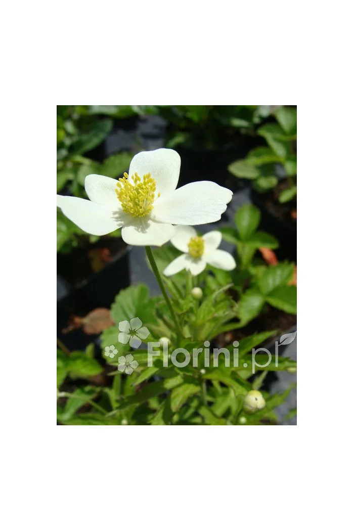 Zawilec kanadyjski Anemone canadiensis