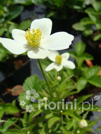 Zawilec kanadyjski Anemone canadiensis