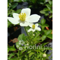 Zawilec kanadyjski Anemone canadiensis