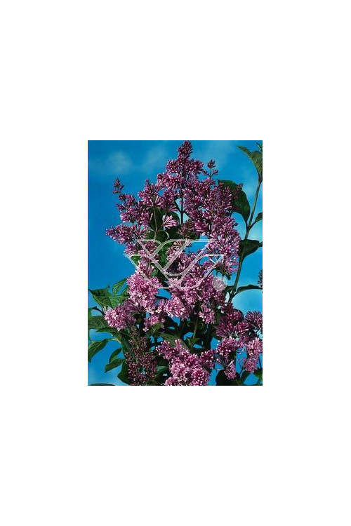 Lilak węgierski Syringa josikaea