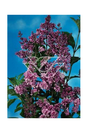 Lilak węgierski Syringa josikaea