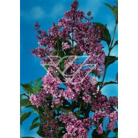 Lilak węgierski Syringa josikaea