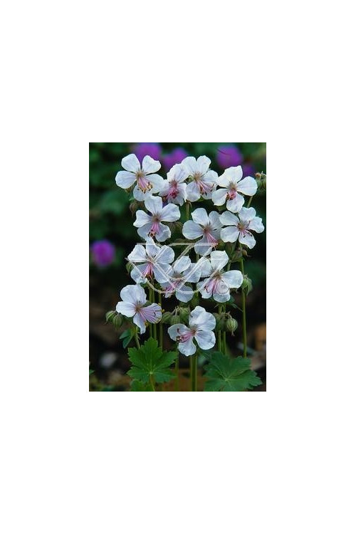 Bodziszek kantabryjski 'St. Ola' | Geranium cantabrigense