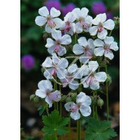 Bodziszek kantabryjski 'St. Ola' | Geranium cantabrigense
