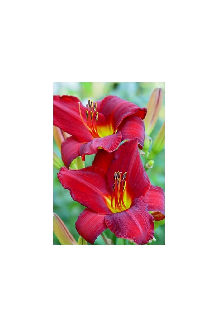 Liliowiec 'Krasnaja Zwiezda' Hemerocallis