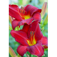 Liliowiec 'Krasnaja Zwiezda' Hemerocallis