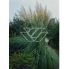 Erianthus (mrozoodporna trawa pampasowa) | Erianthus ravennae