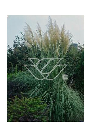 Erianthus (mrozoodporna trawa pampasowa) | Erianthus ravennae