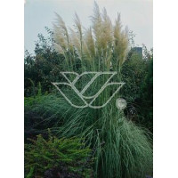 Erianthus (mrozoodporna trawa pampasowa) | Erianthus ravennae