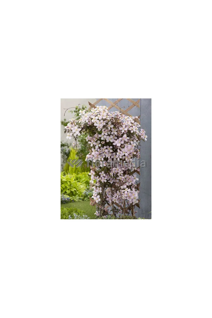 Powojnik górski 'Rubens' | Clematis montana