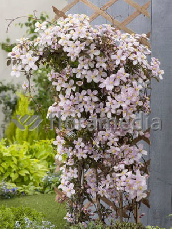 Powojnik górski 'Rubens' | Clematis montana