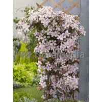 Powojnik górski 'Rubens' | Clematis montana