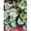 Brunnera 'Jack Frost' | Brunnera