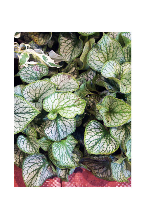 Brunnera 'Jack Frost' | Brunnera