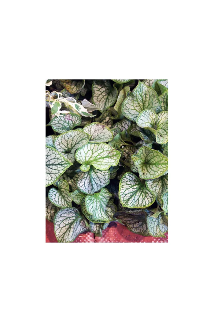 Brunnera 'Jack Frost' | Brunnera