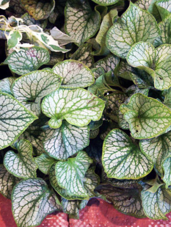 Brunnera 'Jack Frost' | Brunnera