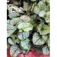 Brunnera 'Jack Frost' | Brunnera