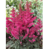Tawułka pojedynczolistna 'Moulin Rouge' | Astilbe simplicifolia