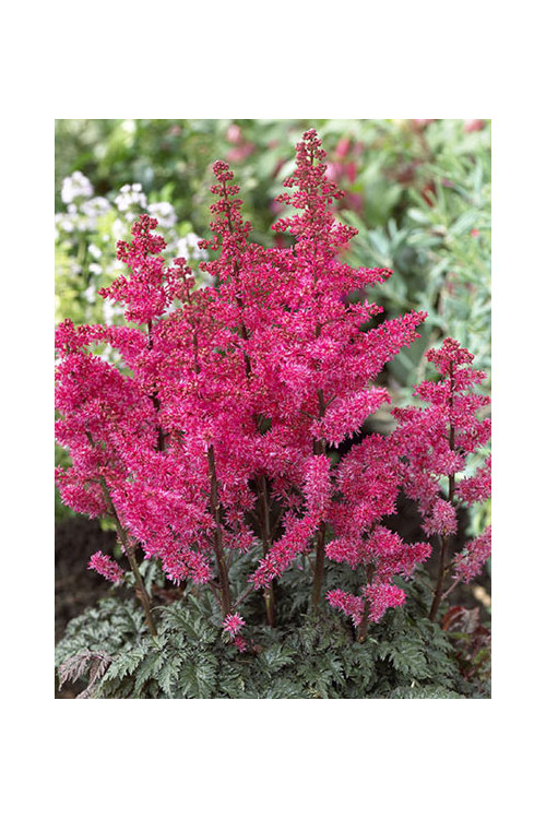 Tawułka pojedynczolistna 'Moulin Rouge' | Astilbe simplicifolia