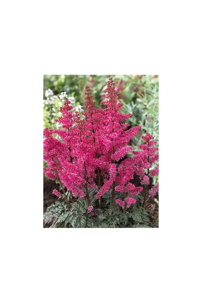 Tawułka pojedynczolistna 'Moulin Rouge' | Astilbe simplicifolia