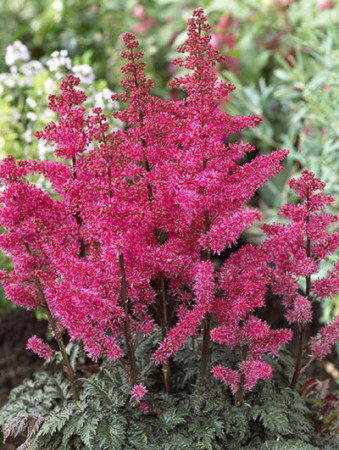Tawułka pojedynczolistna 'Moulin Rouge' | Astilbe simplicifolia
