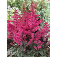 Tawułka pojedynczolistna 'Moulin Rouge' | Astilbe simplicifolia