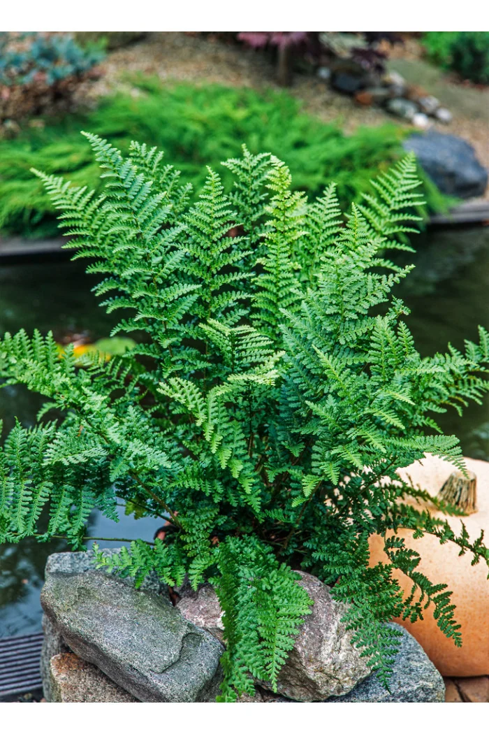 Narecznica mocna 'Crispa' | Dryopteris affinis